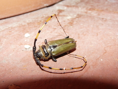 Retrachydes thoracicus