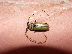 Retrachydes thoracicus