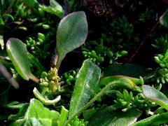 Tetragonia microptera