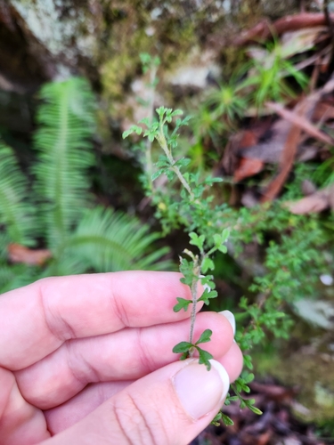 Image of Xanthosia stellata by (c) Shelomi Doyle, some rights reserved (CC BY)