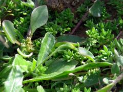 Tetragonia microptera