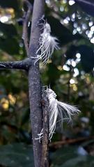Ityraea electa