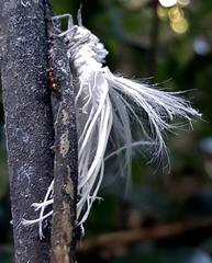 Ityraea electa
