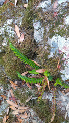 Polystichum imbricans imbricans