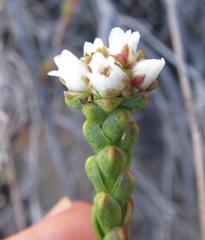 Euchaetis flexilis