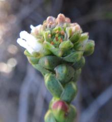 Euchaetis flexilis