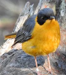 Cossypha dichroa dichroa