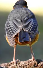 Cossypha dichroa dichroa