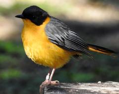 Cossypha dichroa dichroa