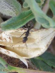 Camponotus eugeniae
