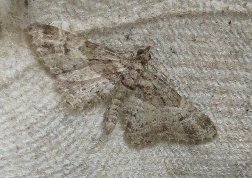 Double-striped Pug from Berkshire, UK on August 17, 2023 at 06:05 AM by ...