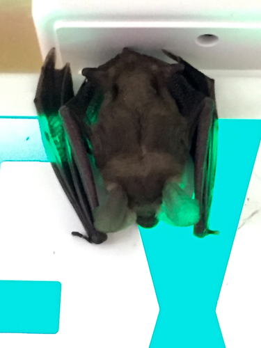 Antrozous pallidus