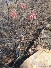 Aloe greatheadii davyana