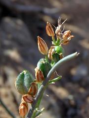 Albuca virens