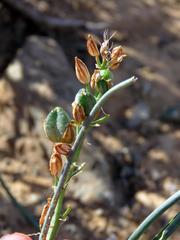 Albuca virens