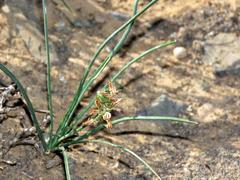 Albuca virens