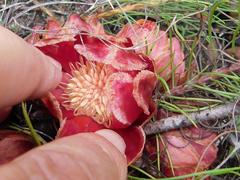 Protea subulifolia