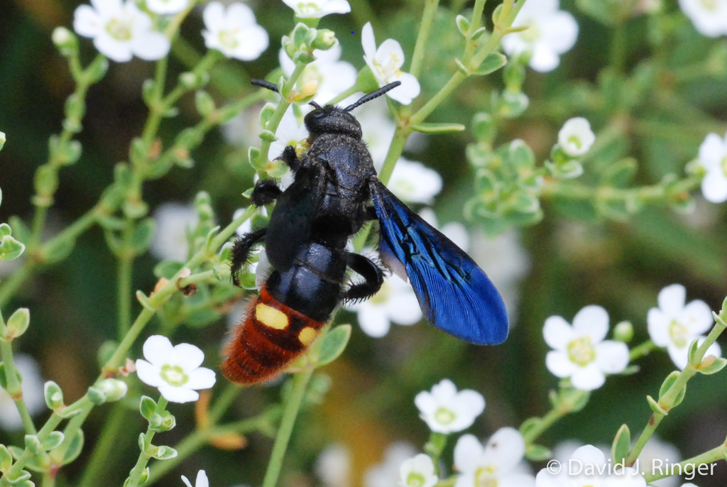 File:Blue-winged Wasp (Scoliidae, Scolia dubia) (30141123881).jpg -  Wikimedia Commons