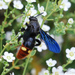 Blue-winged Scoliid Wasp - Photo (c) David Jeffrey Ringer, some rights reserved (CC BY-NC)