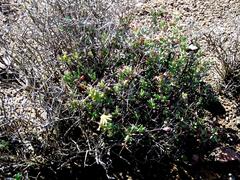 Crassothonna cacalioides