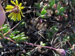 Crassothonna cacalioides
