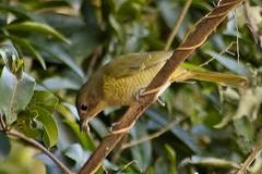 Telophorus olivaceus