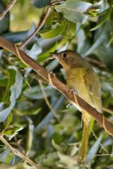 Telophorus olivaceus