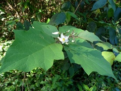 Solanum torvum