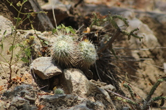 Mammillaria karwinskiana nejapensis