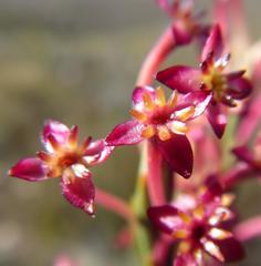 Struthiola dodecandra