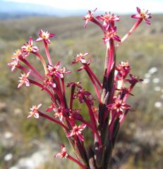 Struthiola dodecandra