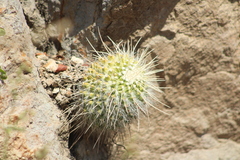 Mammillaria karwinskiana nejapensis