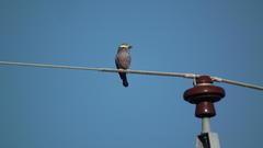 Coracias naevius mosambicus