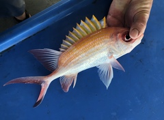 Holocentrus adscensionis