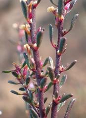 Muraltia dispersa