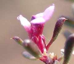 Muraltia dispersa