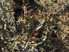 Monsonia salmoniflora