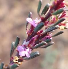 Muraltia dispersa