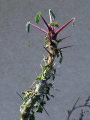 Monsonia salmoniflora