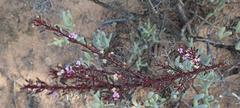 Muraltia dispersa
