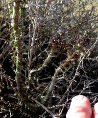 Monsonia salmoniflora