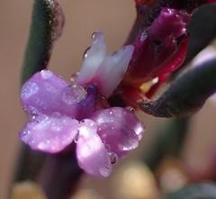 Muraltia dispersa