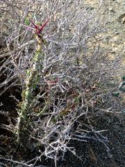 Monsonia salmoniflora