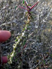 Monsonia salmoniflora