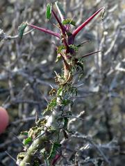 Monsonia salmoniflora