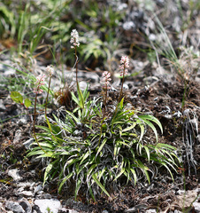 Tofieldia coccinea
