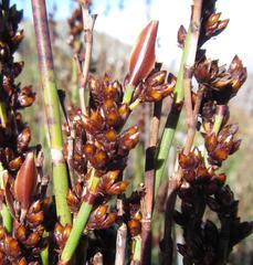 Elegia aggregata