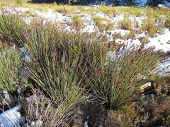 Elegia aggregata