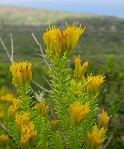 Image of Pteronia uncinata by no rights reserved