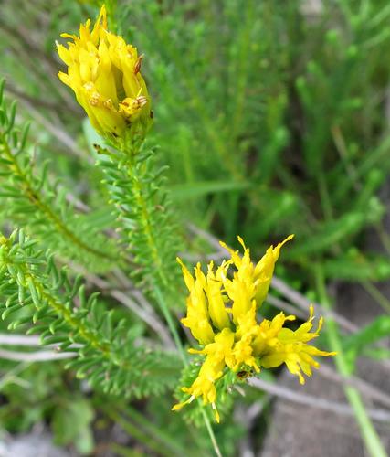 Image of Pteronia uncinata by no rights reserved